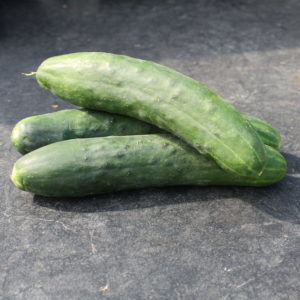 Concombre épineux ou lisse