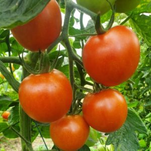 Tomate ronde