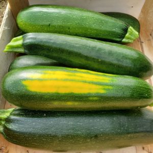 Courgettes Gros Calibres